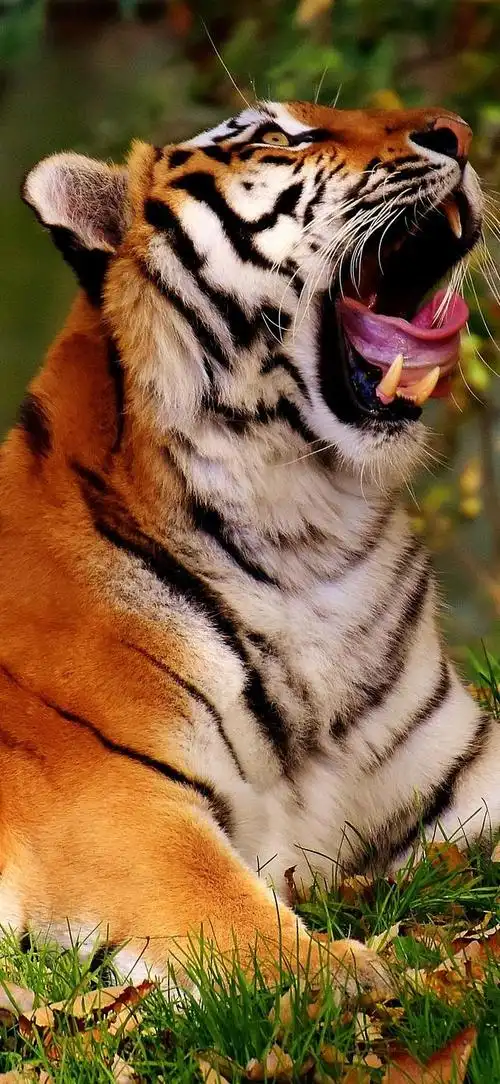 原图壁纸:森林之王之老虎