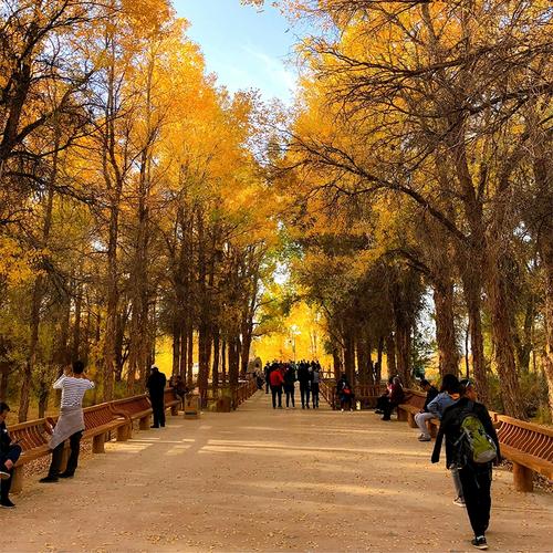 内蒙古额济纳旗阿拉善胡杨林旅游7日6晚跟团游 居延海腾格里沙漠