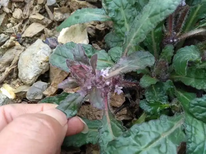 这种野草,在民间人称苦草,别名白毛夏枯草,散血草,破血丹,青鱼胆草,苦