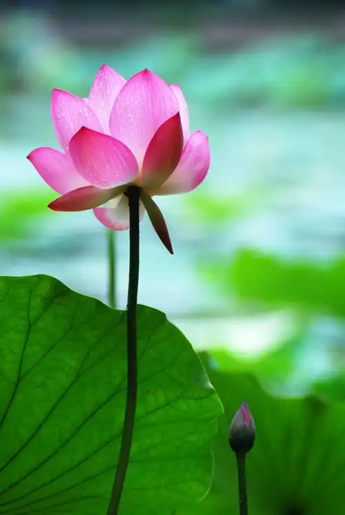 一念心清静,处处莲花开《极度魔筝lpcd45》320k/mp3