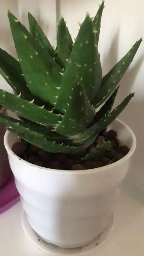 一波花卉芦荟怎么养芦荟正确的养殖方法