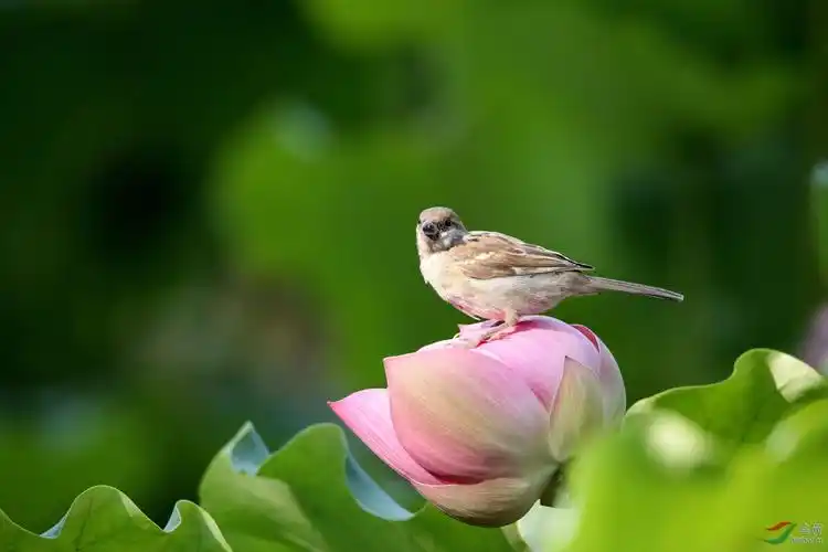 荷塘麻雀与蝴蝶