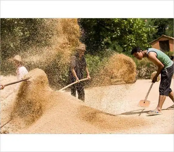 又是一年收麦季一组小时候收麦老照片看哭了多少70后和80后