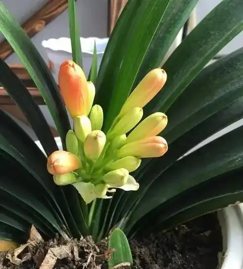 引言:要想让君子兰开花,运用这3种方式,花骨朵多,颜色鲜艳,实在是令人