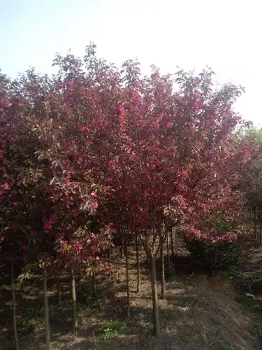 3到9公分西府,北美,八菱,红宝石海棠,4000颗.通货4