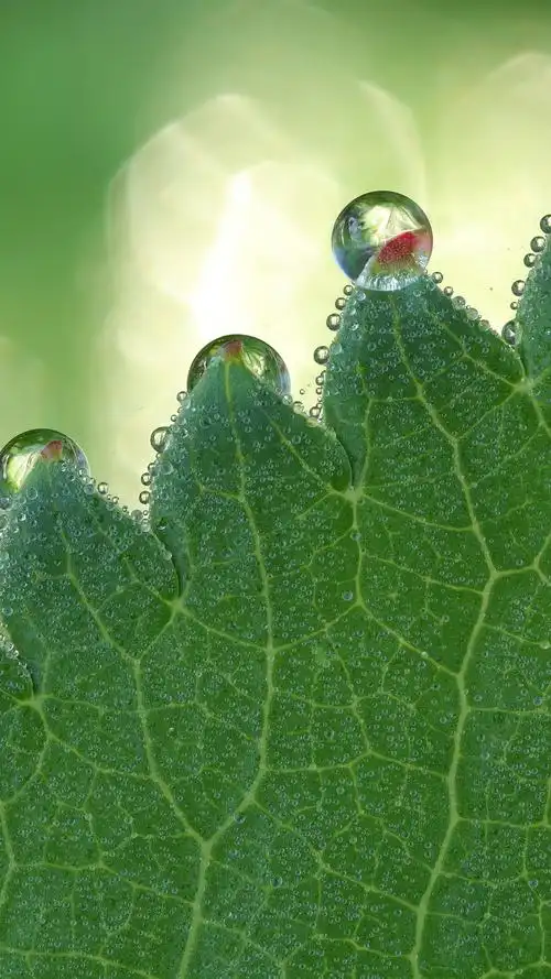 绿叶微距摄影,一些水滴 1080x1920 iphone 8/7/6/6s plus 壁纸,图片
