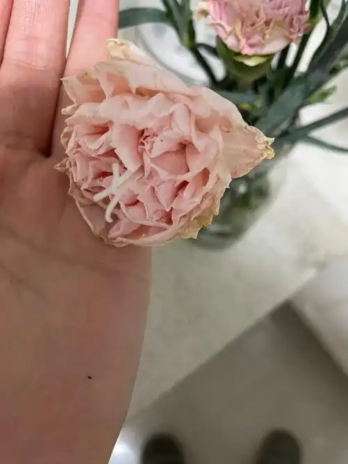 枯萎的康乃馨,居然有重生的迹象!