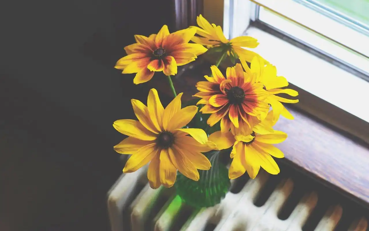 唯美简约室内植物花卉高清桌面壁纸下载