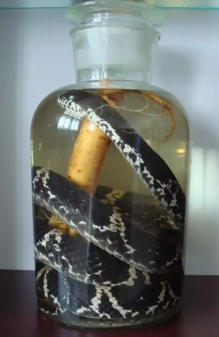 蛇酒泡制方法 蛇泡酒有什么功效作与用 龟蛇怎么泡药酒