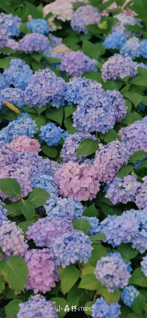 一团和气的绣球花手机壁纸,就像一幅精心绘制的画卷,将自然的韵味与