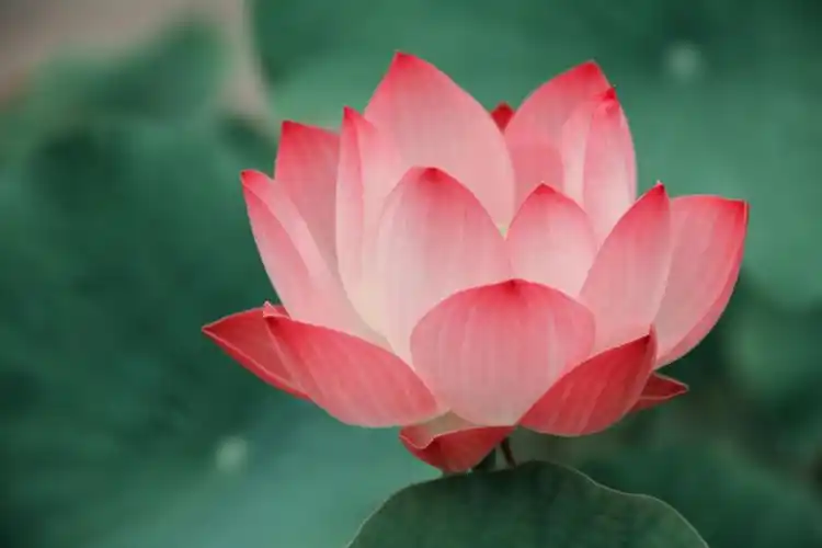 每个人心中都有一朵盛开的莲花 - 美篇