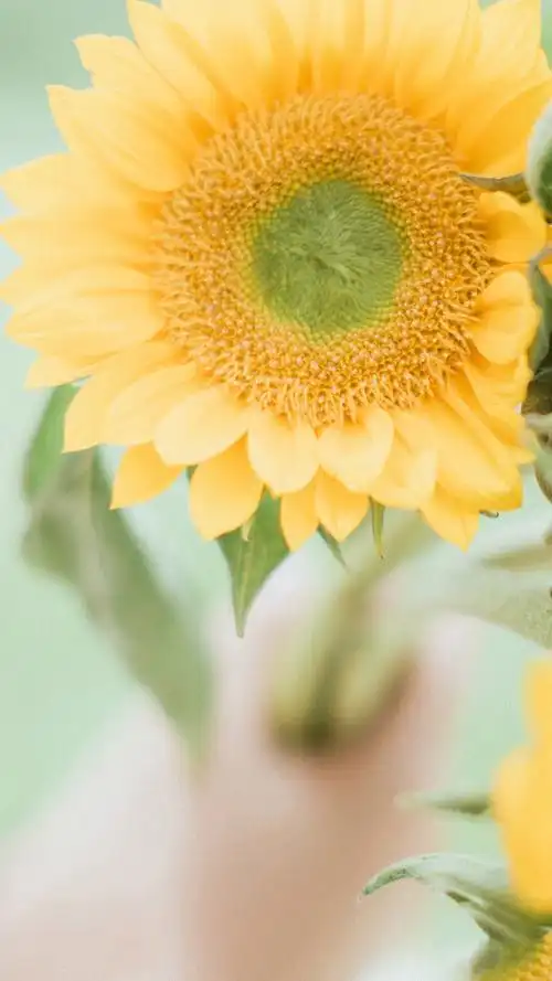 小清新唯美静物高清手机壁纸图片~~为你的手机换上一张干净清新简约的