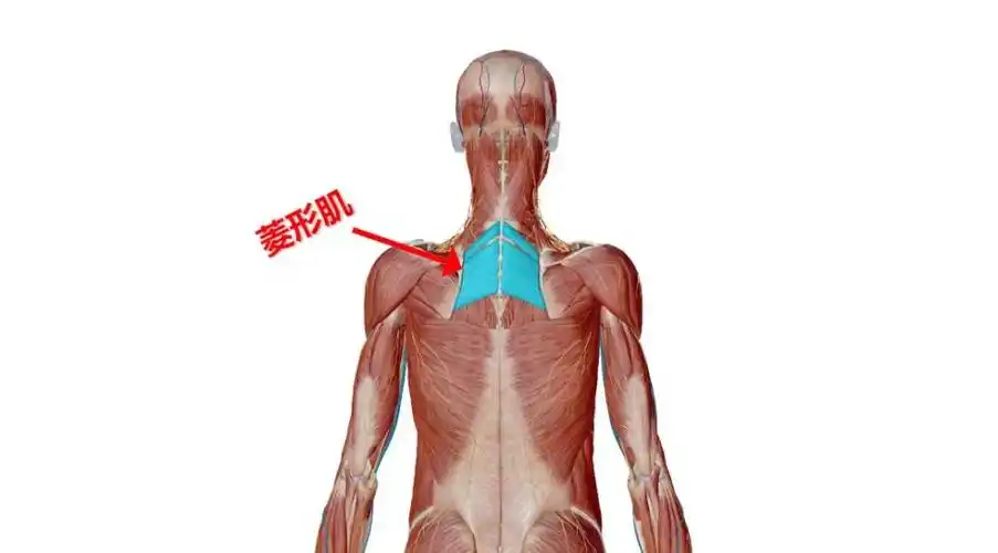 菱形肌训练组数:3-4组,每组12-15次,可根据自身情况适当调整详细步骤