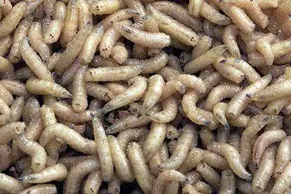 蛆虫和腐烂的食物垃圾可持续鱼类和动物饲料的新配方