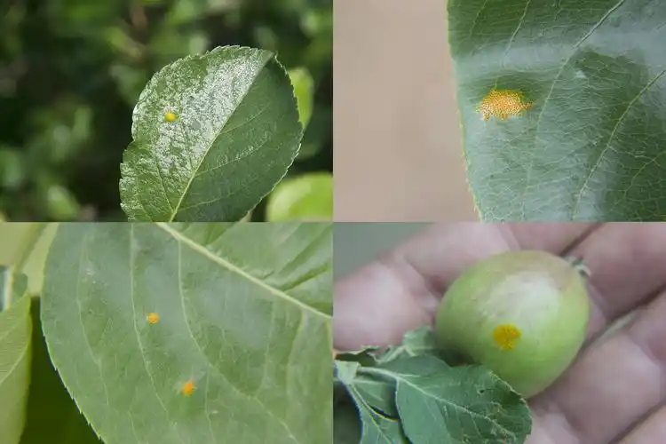 这是锈病,今年发生严重,赶紧采取措施