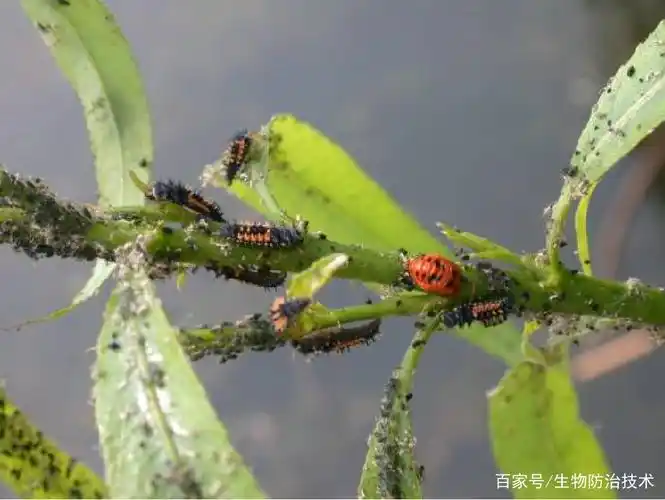 捕食性天敌昆虫 (二)