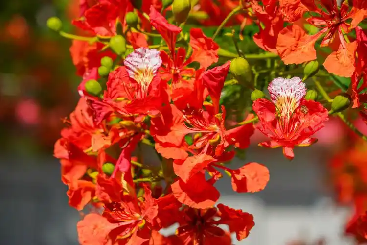 五指山毛道乡凤凰树开花红彤彤,漂亮!