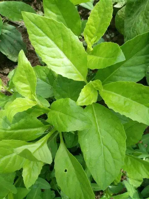 这是什么植物 能吃吗?