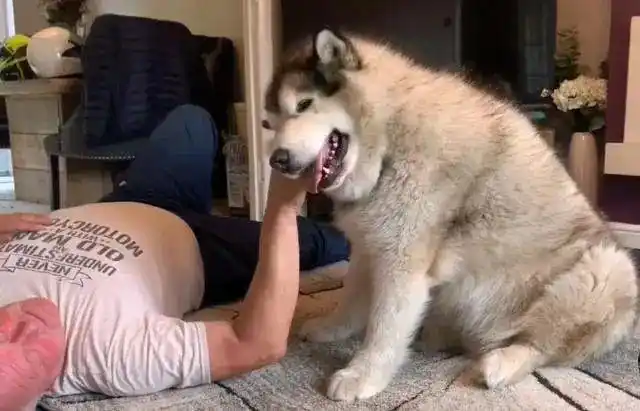 120斤阿拉斯加犬还以为自己是小奶狗扑过去要爷爷抱抱