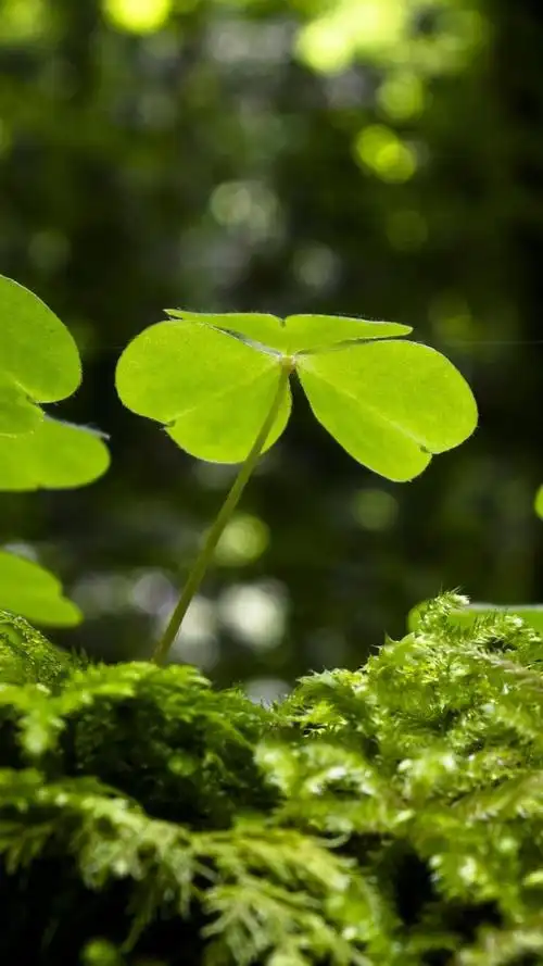 一组精美的有着希望的幸运草,有着,希望,幸运, 标签:阳光清新淡雅唯美