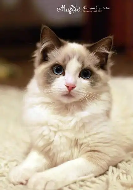 世界上最有名的12只猫咪,看完心都被萌化了!