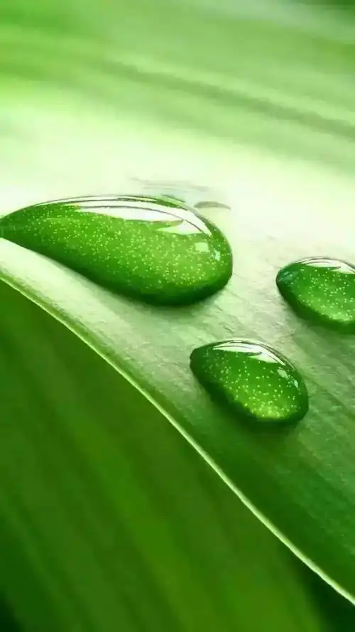 高清微信护眼图,选1张当聊天背景图吧!(附24首养生音乐)_眼睛