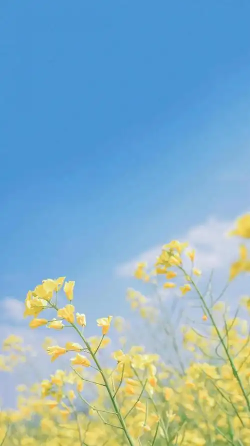 绚丽唯美的小清新油菜花花海,锁屏图片,手机壁纸,植物-回车桌面