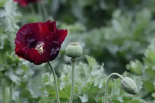 铲除你身边的"罪恶之花" 让其无处绽放|毒品|植物|罂粟果_网易订阅