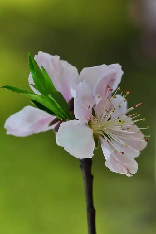 桃花.--蜂鸟论坛照片套图