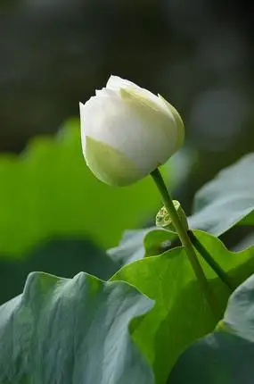 白色荷花花骨朵图片