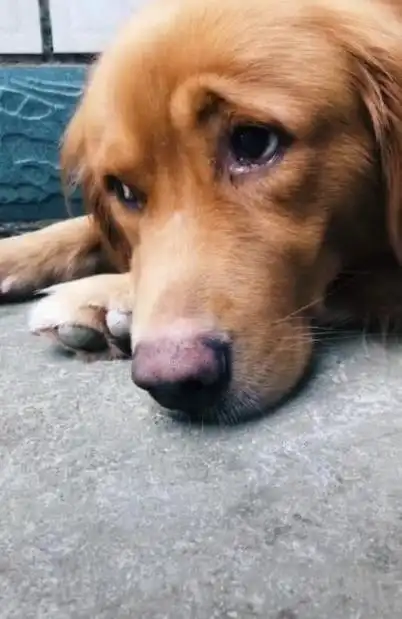 狗狗老死主人伤心,狗狗老死主人伤心的说说