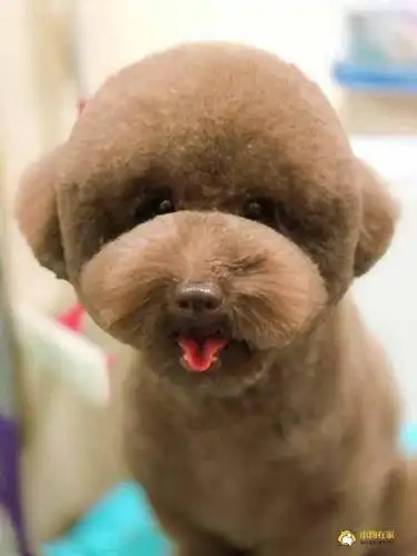 不知道给泰迪修剪什么造型?看这些图就够了!