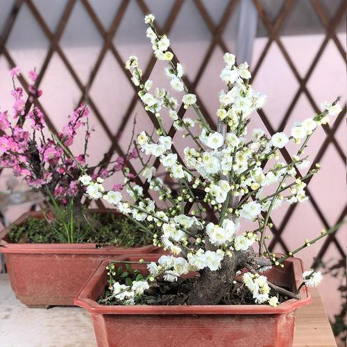 绿梅盆栽绿萼梅盆景老桩树桩梅花树苗室内花卉带花苞室外耐寒植物