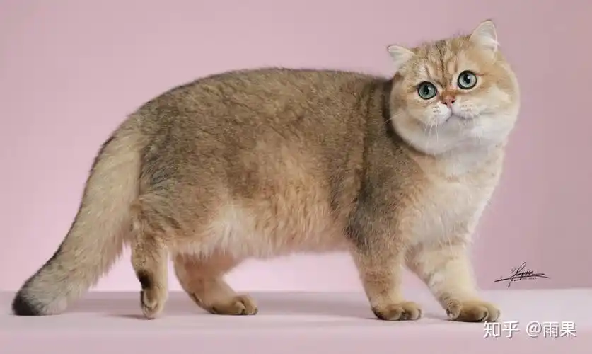 如何判断评价一只英短金渐层的品相?