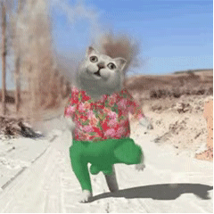 沙雕表情包gif 奇怪的知识增加了猫咪扭秧歌