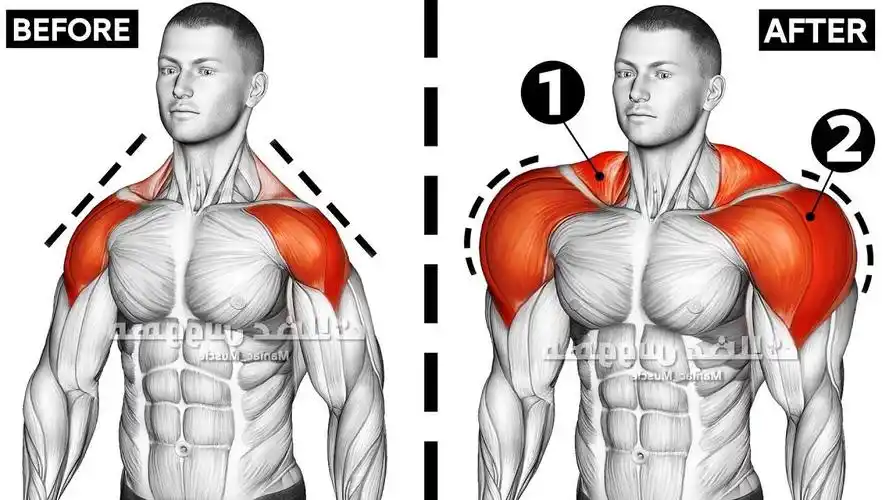 12 个动作练出更强壮的肩膀和斜方肌!