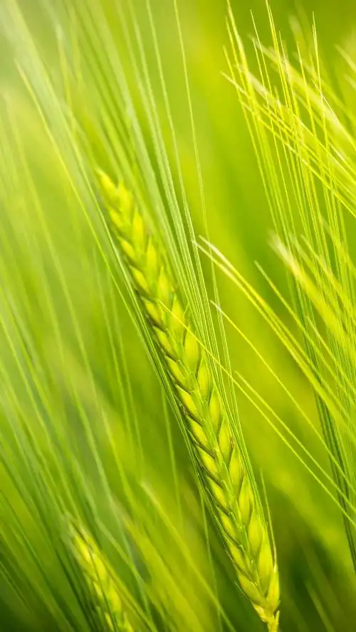 清新麦田风景手机壁纸,风景,唯美,自然风光,高清,清新,手机壁纸,1080x