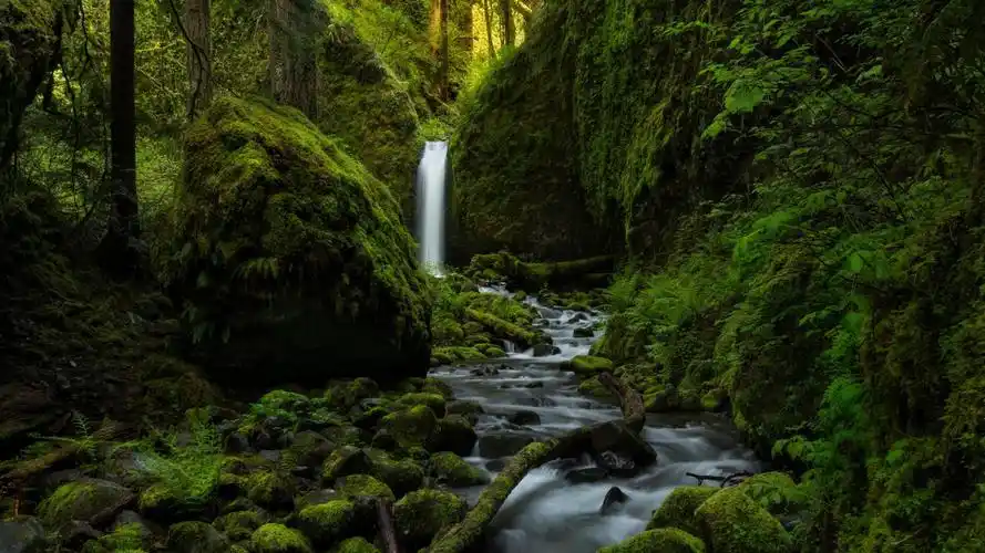绿色系自然风景高清宽屏护眼壁纸