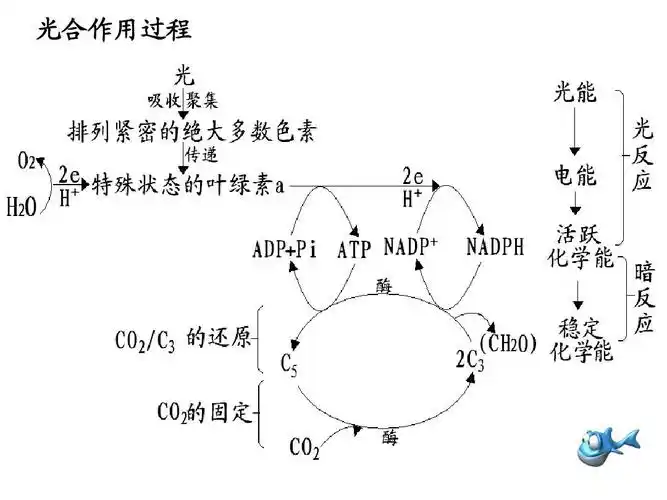 光合作用过程