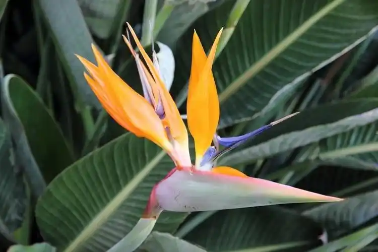 鹤望兰花图片鹤望兰图片鹤望兰植物图片