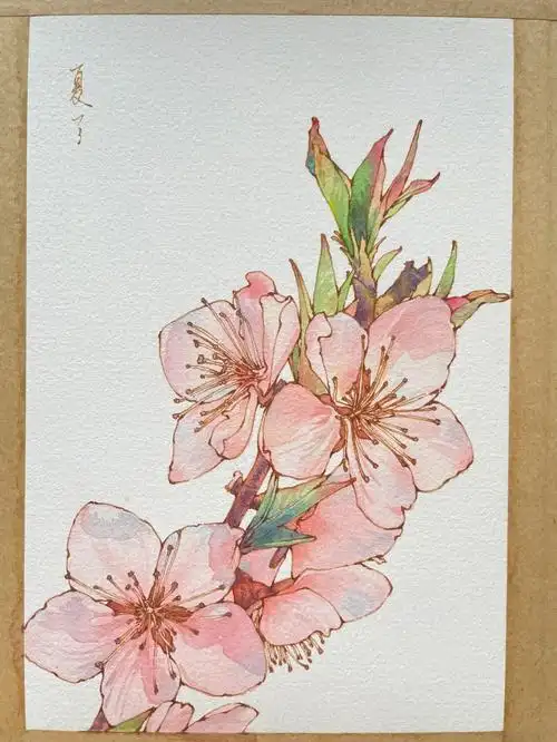 钢笔淡彩桃花水彩花卉内附线稿过程