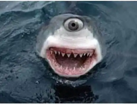 一,仅有一只眼睛的独眼鲨鱼