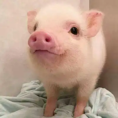 超萌猪头像可爱图片 最近很火的猪的图片 - 微信头像 - 潮人个性网