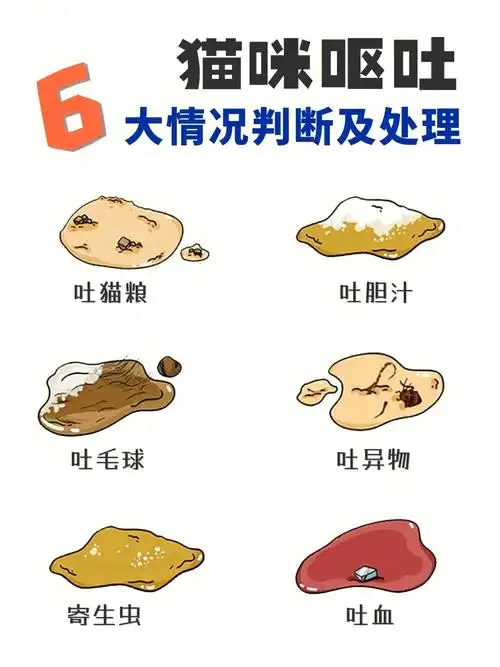 猫咪呕吐6大情况判断及处理