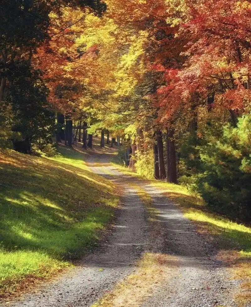 这些摄影师拍的唯美秋叶,美醉了一整个秋季!