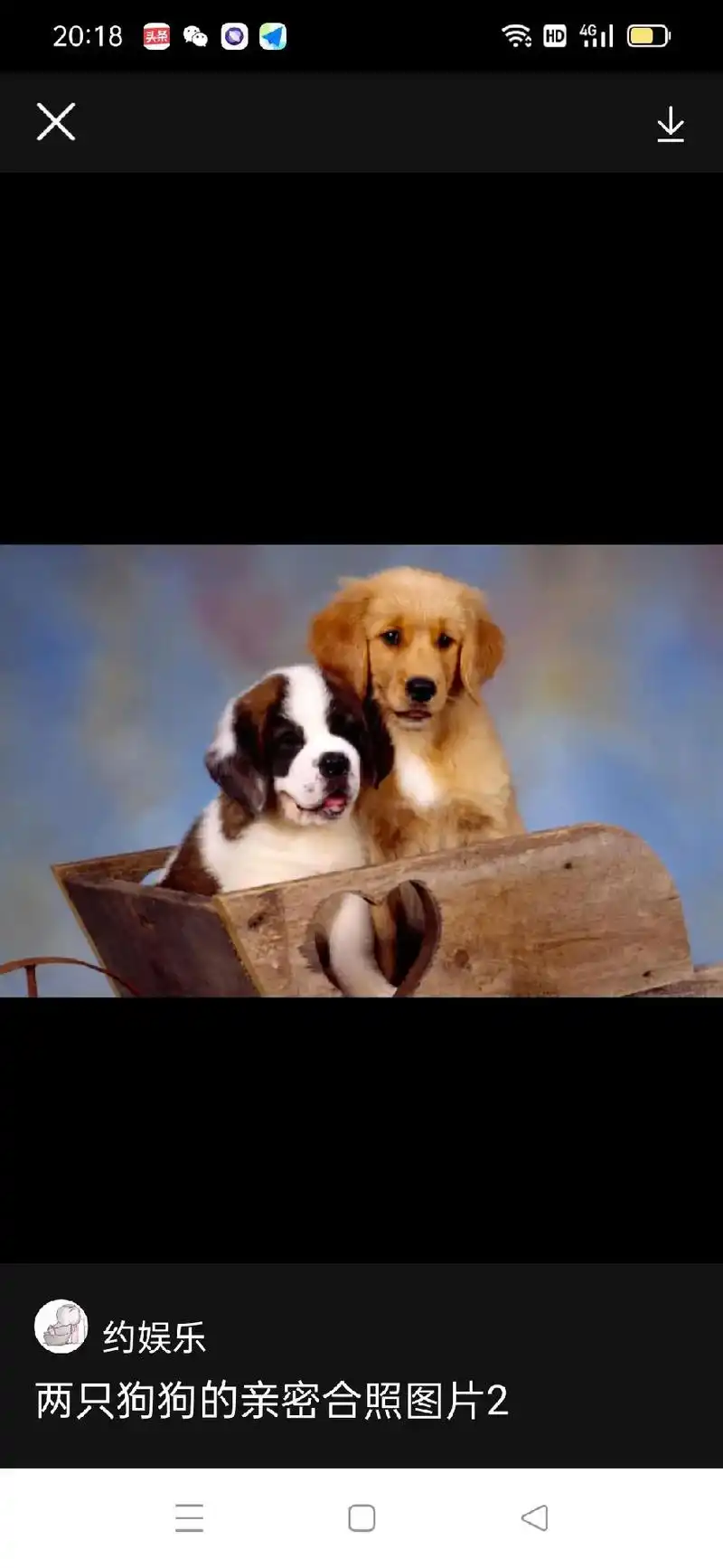 被两只柴犬秀恩爱秀一脸! 来源:全网 被两只柴犬秀恩爱秀一脸 - 抖音