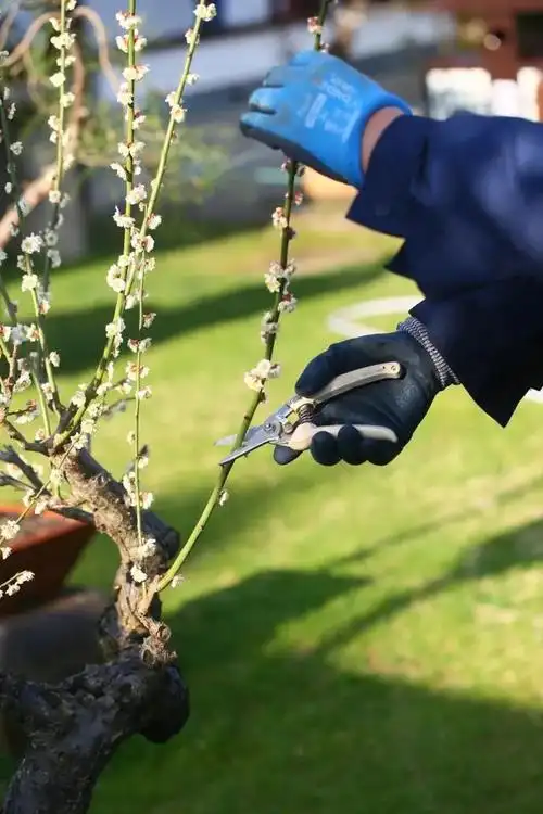 红梅树什么时候修剪最好,3月是给花剃头的好时机,现在狠心剪,下月就