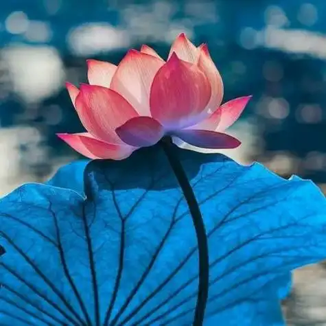 超好看的治愈系头像图片