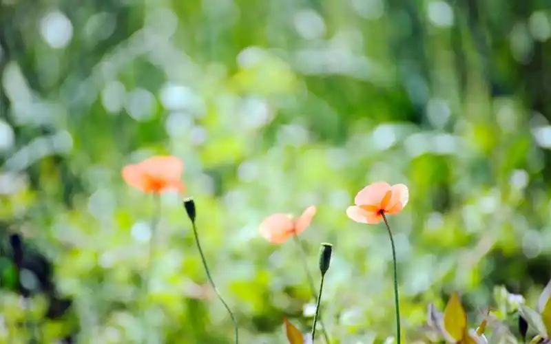 高清唯美小清新桌面壁纸