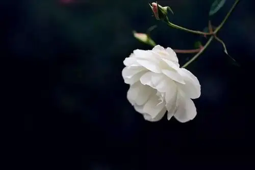 一壶茶,一壶清宁,一朵花,一枝美好,一曲萨克斯悠扬着,把静的意境推向